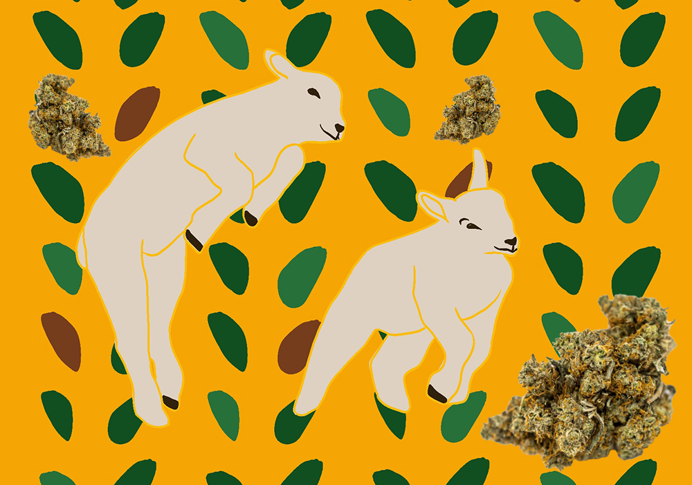 Lamb's Bread Strain Information